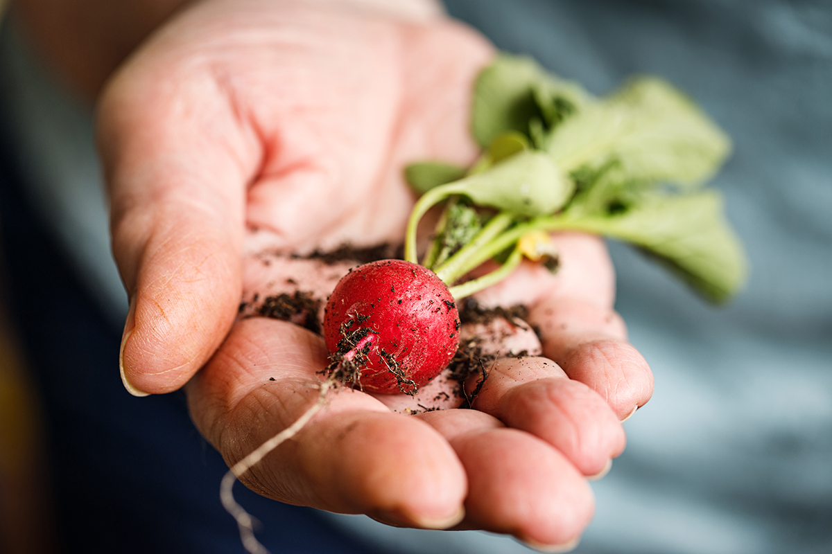 Stockfoto - Female hand holding a radish